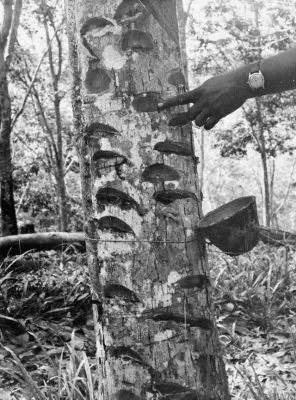 Malayan Emergency Rubber tree IWM K 15631 296x400.jpg